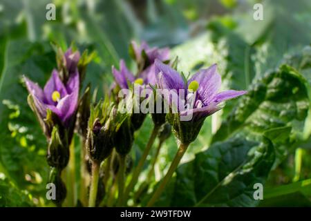 Fleurs violettes de la plante sauvage Mandragora parmi les feuilles vertes gros plan Banque D'Images