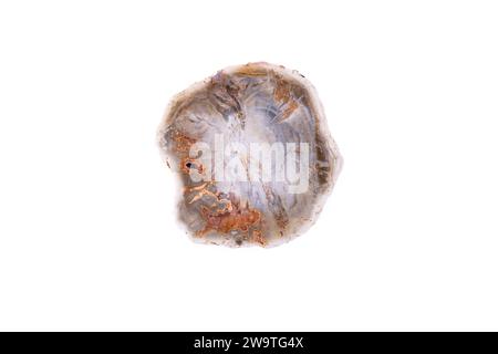 agate, quartz géode en bois pétrifié macro détail fond isolé blanc. gros plan de l'espace de copie de pierres précieuses semi-précieuses polies Banque D'Images