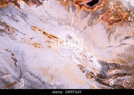 agate, quartz géode en texture macro détail bois pétrifié. gros plan de pierre semi-précieuse polie. Banque D'Images