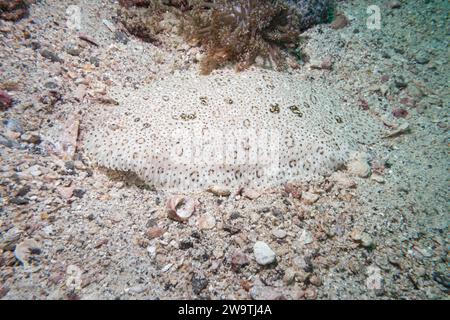 Poisson plat Moses sole se cachant dans le fond sablonneux, Musandam, Oman Banque D'Images