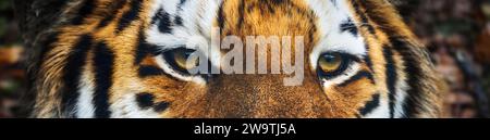 Tigre de l'Amour (tigre de Sibérie) Banque D'Images