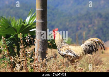 promenade de poulet dans le village de chiang rai, thaïlande Banque D'Images