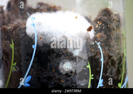 Champignon filamenteux blanc (moisissure ou moisissure) poussant sur matière organique dans un bocal en verre : (pix Sanjiv Shukla) Banque D'Images