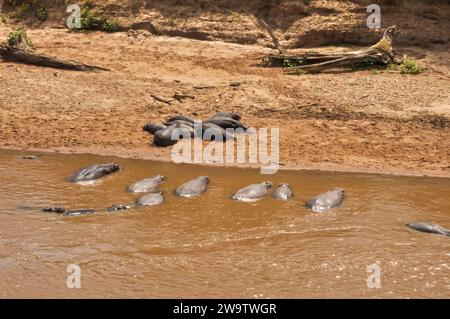 Troupeau d'hippopotames sur la rive du parc national du Kenya, Afrique Banque D'Images