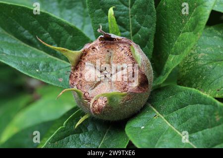 Médaillon mûr, Mespilus germanica, fruit en gros plan sur un arbre avec un fond de feuilles floues. Banque D'Images