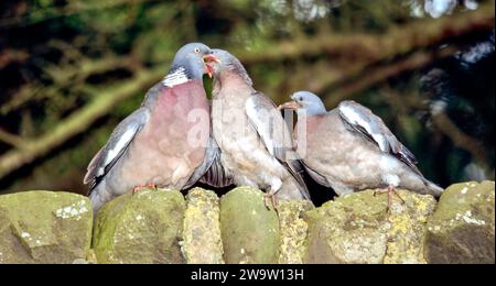 Le pigeon de bois Columba palumbus nourrit un jeune Banque D'Images