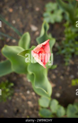 Tulipes jaune vif avec des feuilles vertes fleurissent dans un jardin dans un jour de printemps, beau fond floral extérieur photographié avec une mise au point douce. Banque D'Images