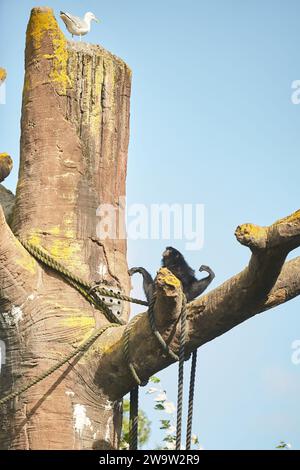 Gros plan de Siamnang Gibbon sur l'arbre dans le zoo Banque D'Images