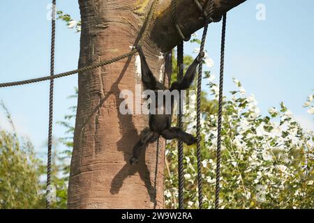 Gros plan de Siamnang Gibbon sur l'arbre dans le zoo Banque D'Images