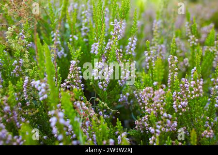 Des fleurs de bruyère rose fraîche ou de Calluna vulgaris poussent à l'extérieur lors d'une journée d'automne ensoleillée. Petites fleurs sauvages roses. Banque D'Images