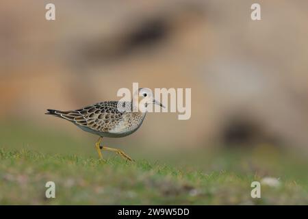 Un vagabond juvénile Sandpiper à breffé (Calidris subruficollis) à Sainte-Agnès, îles Scilly, en octobre Banque D'Images