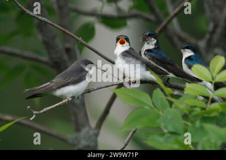 Young Tree Swallow appelle les parents pour de la nourriture Banque D'Images