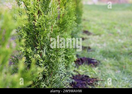 Haie verte Smaragd thuja, arbres à feuilles persistantes plantés côte à côte font un mur naturel dense. Concept de conception de paysage . Banque D'Images