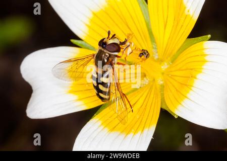 Hoverfly (Eupeodes luniger) espèce volante d'insecte commune trouvée au Royaume-Uni se nourrissant du nectar d'une fleur d'oeuf poché, image photo Banque D'Images