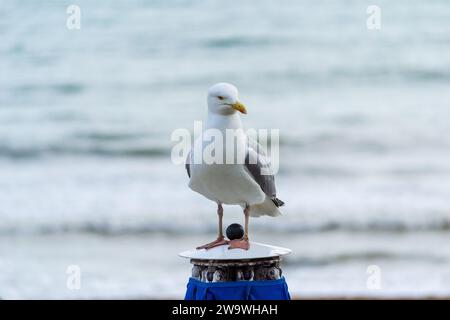 Brighton, Royaume-Uni - 28 juin 2014 : Mouette occidentale debout sur un poteau en face de la mer. Banque D'Images