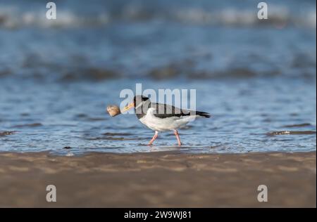 Huîtrier pie, Haematopus ostralegus, sur le shorelinewith un shell dans son bec Banque D'Images