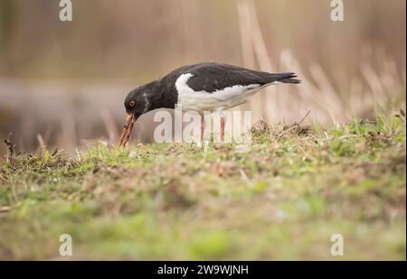 Huîtrier pie, Haematopus ostralegus, sur l'alimentation de l'herbe Banque D'Images