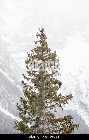 Habitat tiré de trois écailles croisées mâles rouges (communes) (loxia curvirostra) perchées au sommet d'un conifère dans les montagnes de dolomite, Italie Banque D'Images