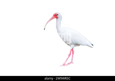 Photo découpée d'ibis blanc américain, Eudocimus albus, Costa Rica Banque D'Images