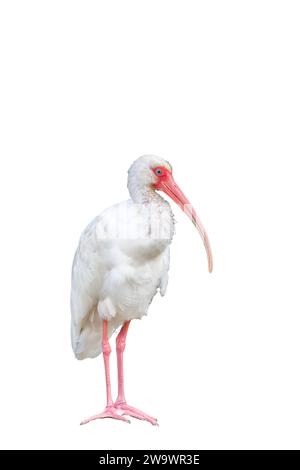 Photo découpée d'ibis blanc américain, Eudocimus albus, Costa Rica Banque D'Images