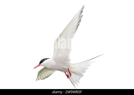 Photo découpée de Sterne arctique, Sterna paradisaea, îles Farne, Northumberland, Royaume-Uni Banque D'Images