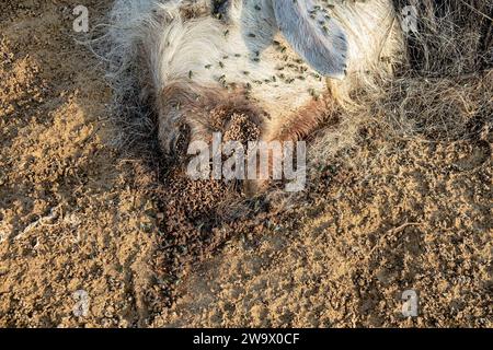 Les troupeaux de mouche ovine (Lucilia sericata) nourrissent et pondent des œufs sur la carcasse d’un mouton (distemper). Les larves de mouches mangent le cadavre pourri, les décomposeurs. Pi Banque D'Images
