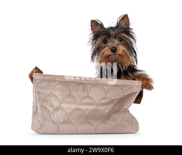 Mignon petit chiot chien Yorkshire Terrier noir et tan, assis dans un panier de velours avec des pattes sur le bord. Regarder vers la caméra. Isolé sur un backgro blanc Banque D'Images