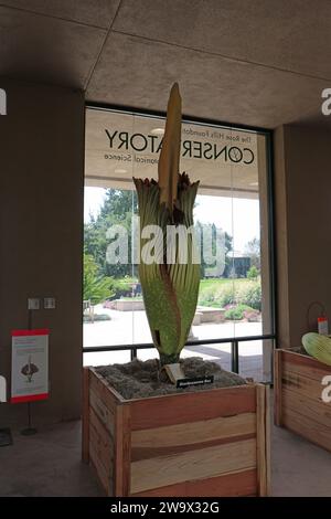 Un énorme Titan Arum, Corpse Flower, se préparant à fleurir au Conservatoire de la Fondation Rose Hills dans les jardins botaniques de Huntington à Saint-Marin, Banque D'Images