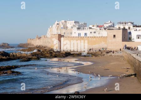 Seaglls sur une plage rocheuse et de sable avec les remparts de la ville et la médina derrière dans la ville d'Essaouira, Maroc. 30 décembre 2023 Banque D'Images