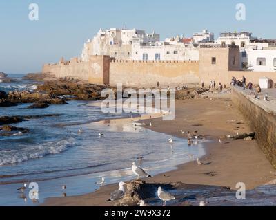 Seaglls sur une plage rocheuse et de sable avec les remparts de la ville et la médina derrière dans la ville d'Essaouira, Maroc. 30 décembre 2023 Banque D'Images