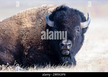 Bison américain couché dans un champ herbeux et regardant Banque D'Images