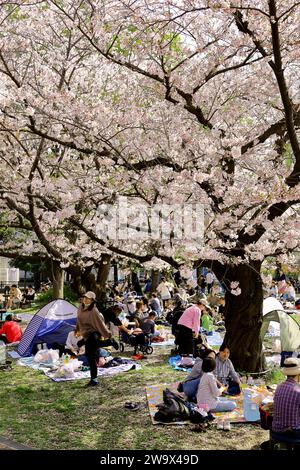 1 avril 2023 Kawasaki City, préfecture de Kanagawa, JapanMinamikawara Park dans le quartier de Saiwai est bondé de gens qui regardent les cerisiers en fleurs au printemps. Banque D'Images