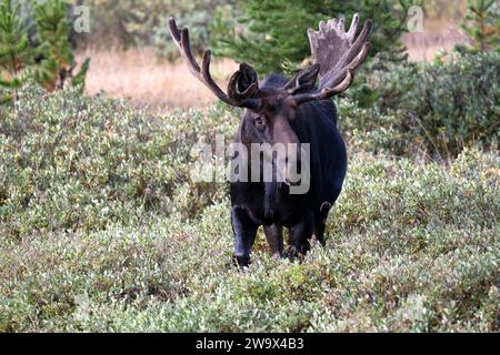 Bull Moose marchant dans un pré dans les montagnes Rocheuses du Colorado Banque D'Images