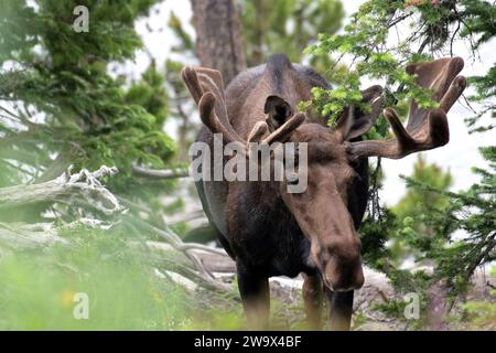 Taureau Moose marchant dans les sapins dans les montagnes Rocheuses du Colorado Banque D'Images