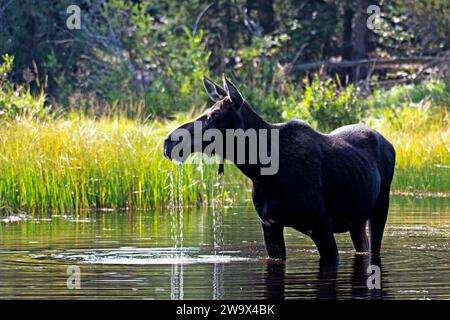 Orignal de vache debout dans un étang près d'une prairie et arbres en été par un matin ensoleillé Banque D'Images