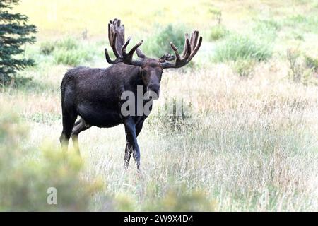 Taureau Moose marchant dans une prairie près des sapins dans les montagnes Rocheuses du Colorado Banque D'Images