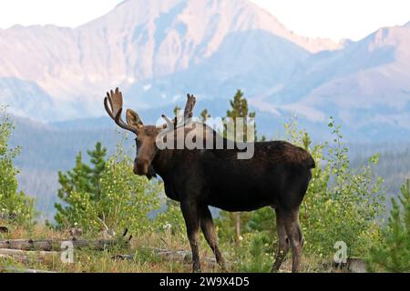 Taureau Moose marchant dans les sapins près des montagnes majestueuses dans les montagnes Rocheuses du Colorado Banque D'Images