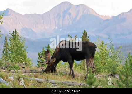 Taureau Moose marchant dans les sapins près des montagnes majestueuses dans les montagnes Rocheuses du Colorado Banque D'Images