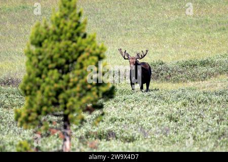 Taureau Moose marchant dans une prairie près des sapins dans les montagnes Rocheuses du Colorado Banque D'Images