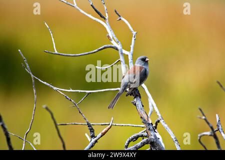 Oiseau junco aux yeux foncés debout sur une branche au soleil Banque D'Images