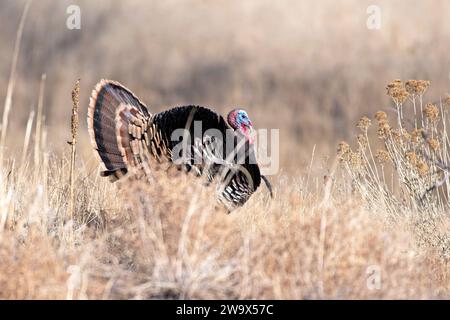 dinde sauvage mâle debout dans une prairie herbeuse à l'automne Banque D'Images