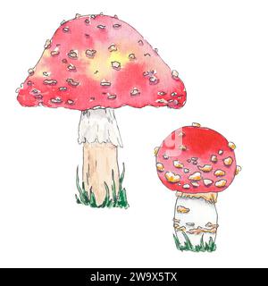 Ensemble d'aquarelle mashrooms mouche illustration agarique dessinée à la main dans le style botanique. Art de la nature pour logo de conception, carte postale, carte, affiche, papier peint, textile Banque D'Images