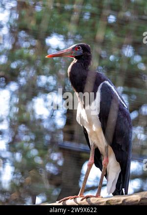 Ciconia abdimii, la cigogne d'Abdimi, honore le ciel africain de grâce. Connue pour son apparence unique et son comportement sociable, cette cigogne ajoute du charme à s. Banque D'Images