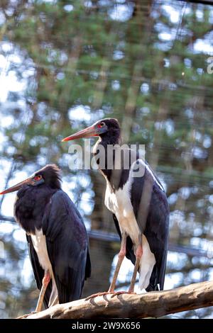 Ciconia abdimii, la cigogne d'Abdimi, honore le ciel africain de grâce. Connue pour son apparence unique et son comportement sociable, cette cigogne ajoute du charme à s. Banque D'Images