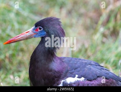 Ciconia abdimii, la cigogne d'Abdimi, honore le ciel africain de grâce. Connue pour son apparence unique et son comportement sociable, cette cigogne ajoute du charme à s. Banque D'Images