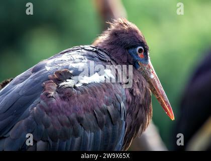 Ciconia abdimii, la cigogne d'Abdimi, honore le ciel africain de grâce. Connue pour son apparence unique et son comportement sociable, cette cigogne ajoute du charme à s. Banque D'Images