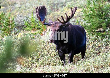 Taureau Moose marchant dans une prairie à travers des sapins dans les montagnes Rocheuses du Colorado Banque D'Images