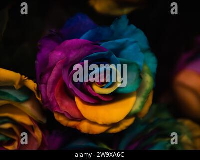 saint valentin anniversaire unique arc-en-ciel lgbt rose vue rapprochée depuis abow Banque D'Images