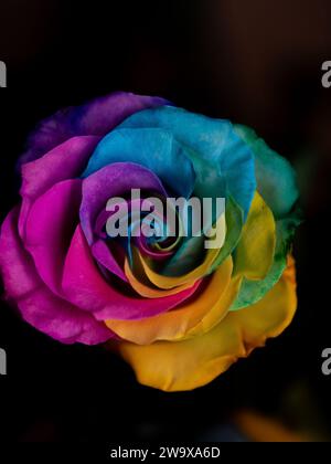saint valentin anniversaire unique arc-en-ciel lgbt rose vue rapprochée depuis abow Banque D'Images