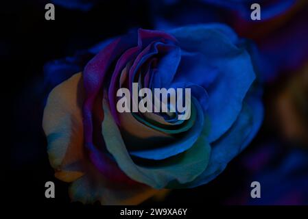 saint valentin anniversaire simple arc-en-ciel bleu lumière lgbt rose vue rapprochée depuis un fond abow blured Banque D'Images